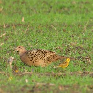 Common Pheasant