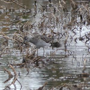 Bruchwasserläufer