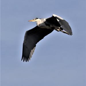 Grey Heron