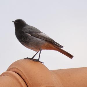 Black Redstart