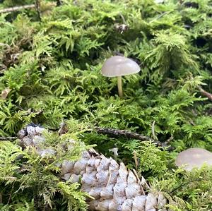 Spruce-cone Toadstool