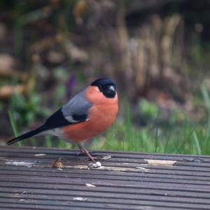 Eurasian Bullfinch