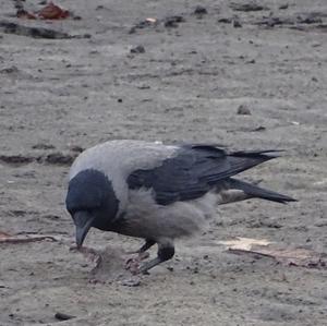 Hooded Crow