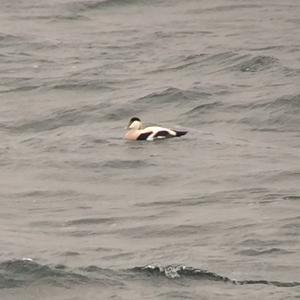 Common Eider