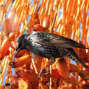 Common Starling