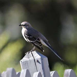 Northern Mockingbird