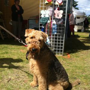 Airedale Terrier