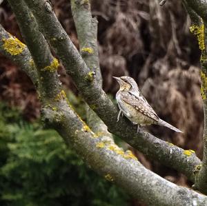 Eurasian Wryneck