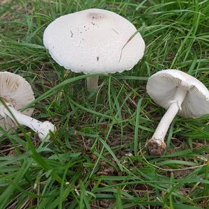 Leucoagaricus holosericeus