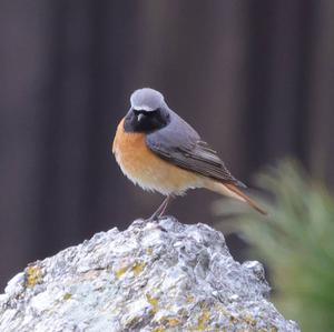 Common Redstart