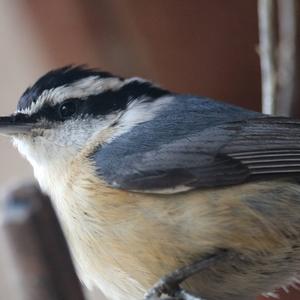 Red-breasted Nuthatch