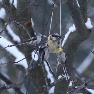 Long-tailed Tit