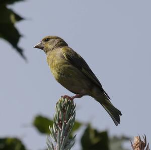 European Greenfinch