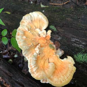 Chicken Mushroom