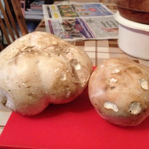 Giant Puffball