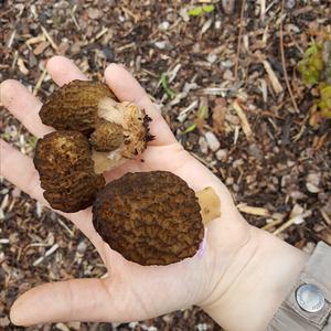 Black Morel