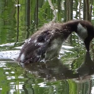 Common Goldeneye