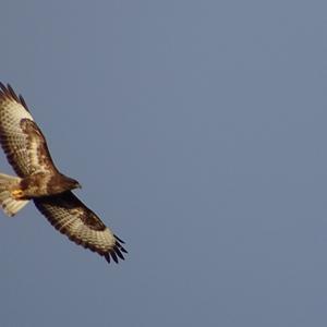 Common Buzzard