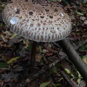 Parasol Mushroom