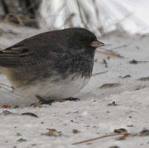 Dark-eyed Junco