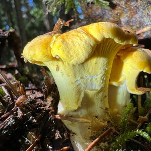 Chanterelle, Common