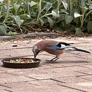 Eurasian Jay