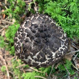 Shingled Hedgehog