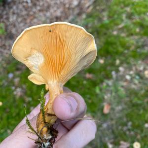 False Chanterelle