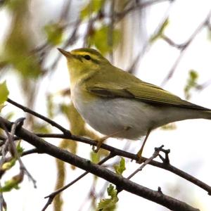 Wood Warbler