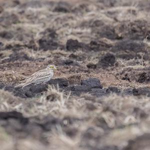 Eurasian Thick-knee