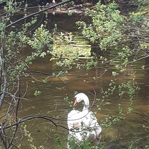 Höckerschwan