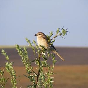 Red-backed Shrike