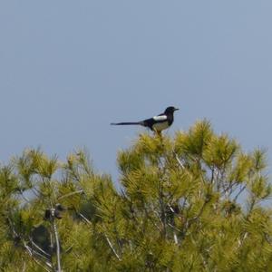 Black-billed Magpie