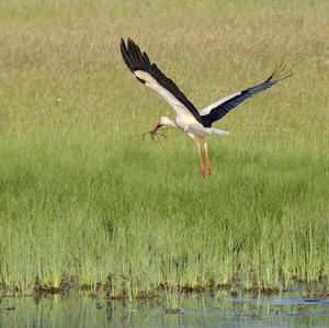 White Stork