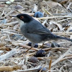 Sardinian Warbler