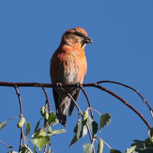 Red Crossbill