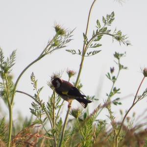 European Goldfinch