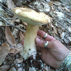 Summer Bolete