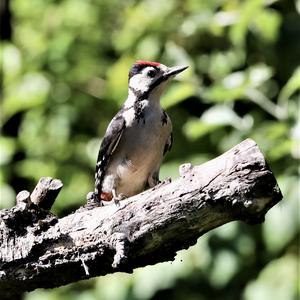 Great Spotted Woodpecker