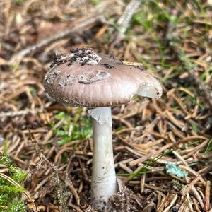 Grey-veil Amanita