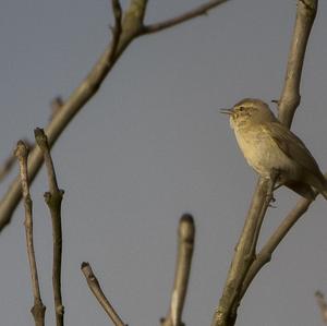 Common Chiffchaff