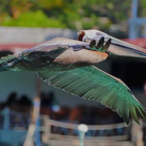 Brown Pelican