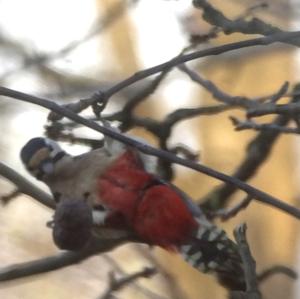 Great Spotted Woodpecker