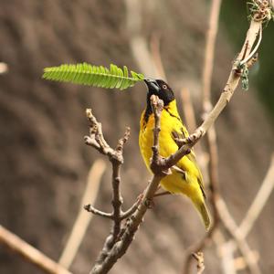 Village Weaver