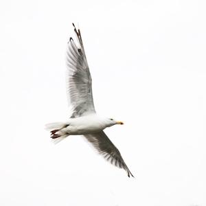 Herring Gull