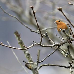 European Robin