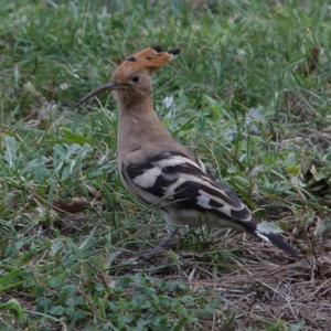 Eurasian Hoopoe