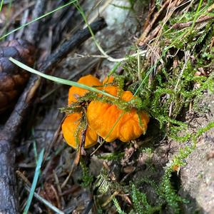 Fries´s Chanterelle