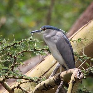 Black-crowned Night-heron