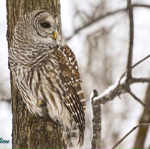 Barred Owl